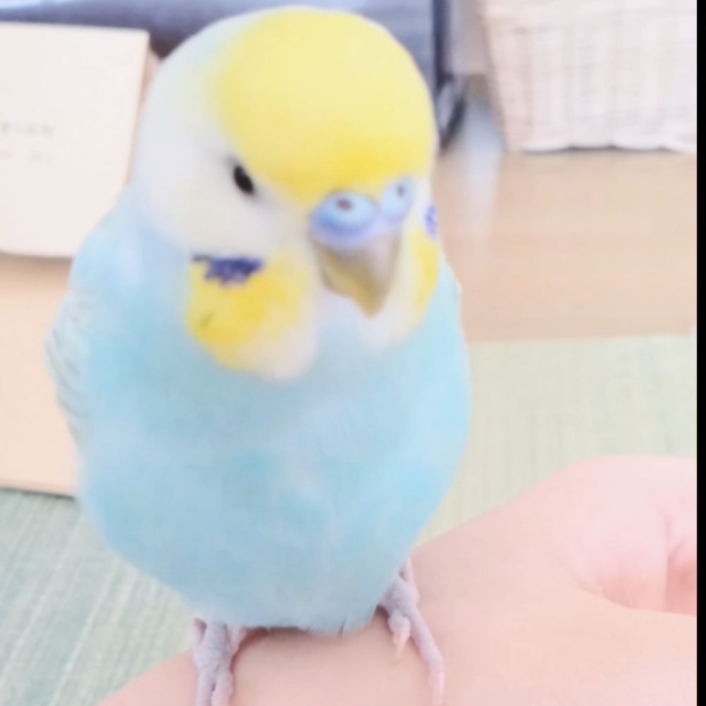 紫葉ちゃこ⛩🐕🦜