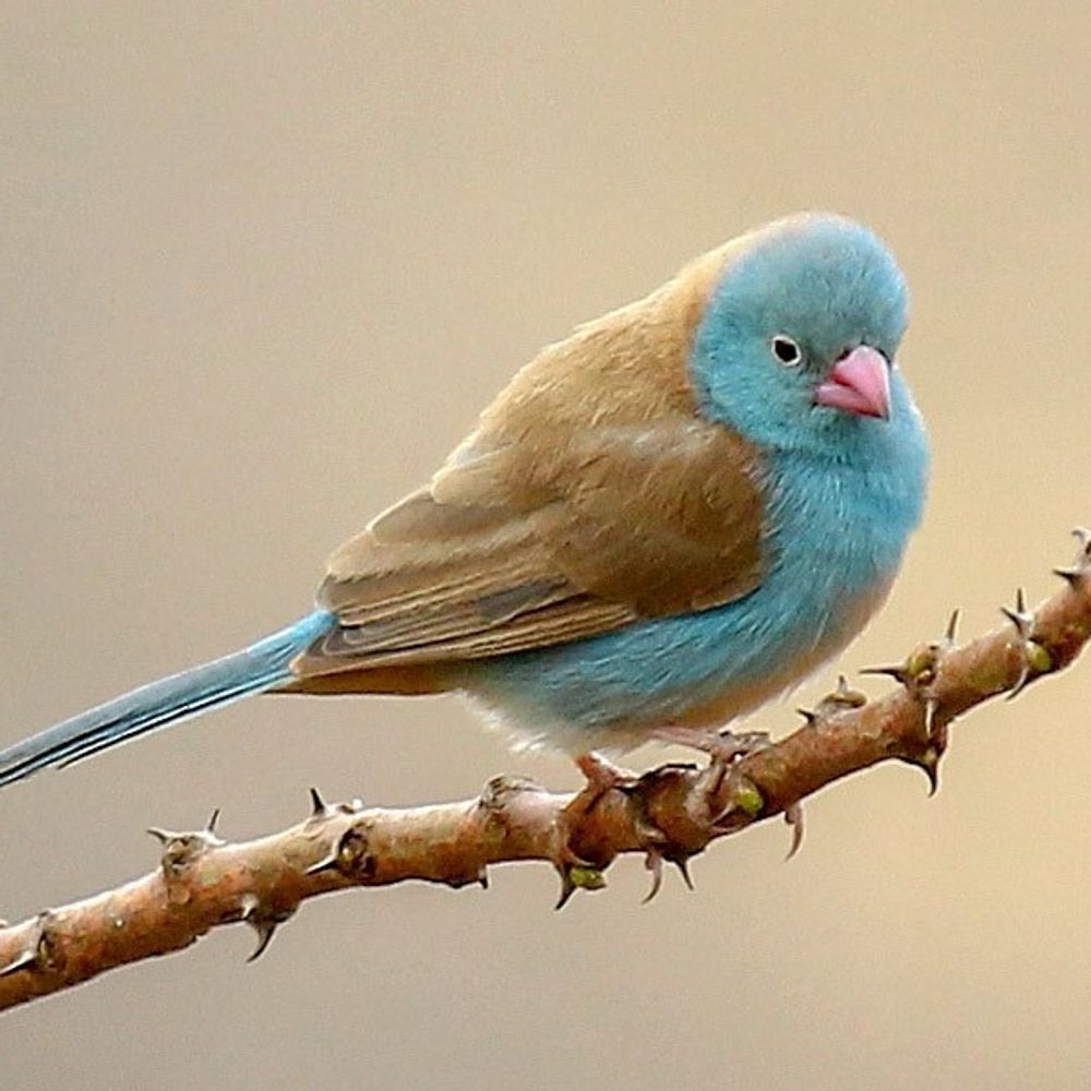 Cordonbleu