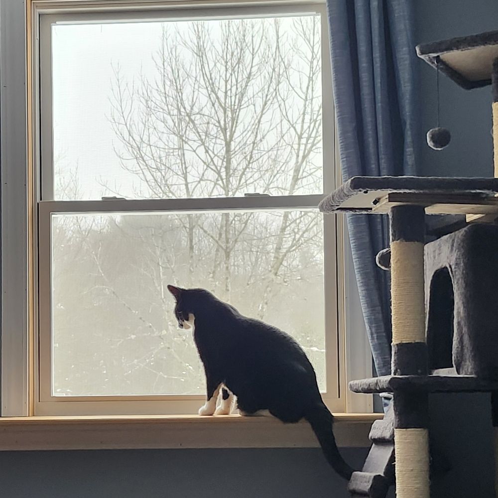 Lori