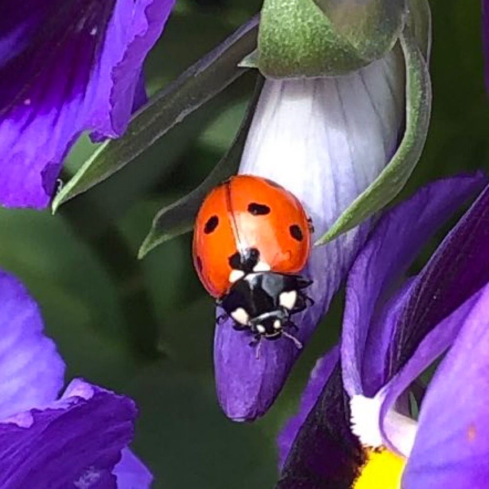 Ladybug
