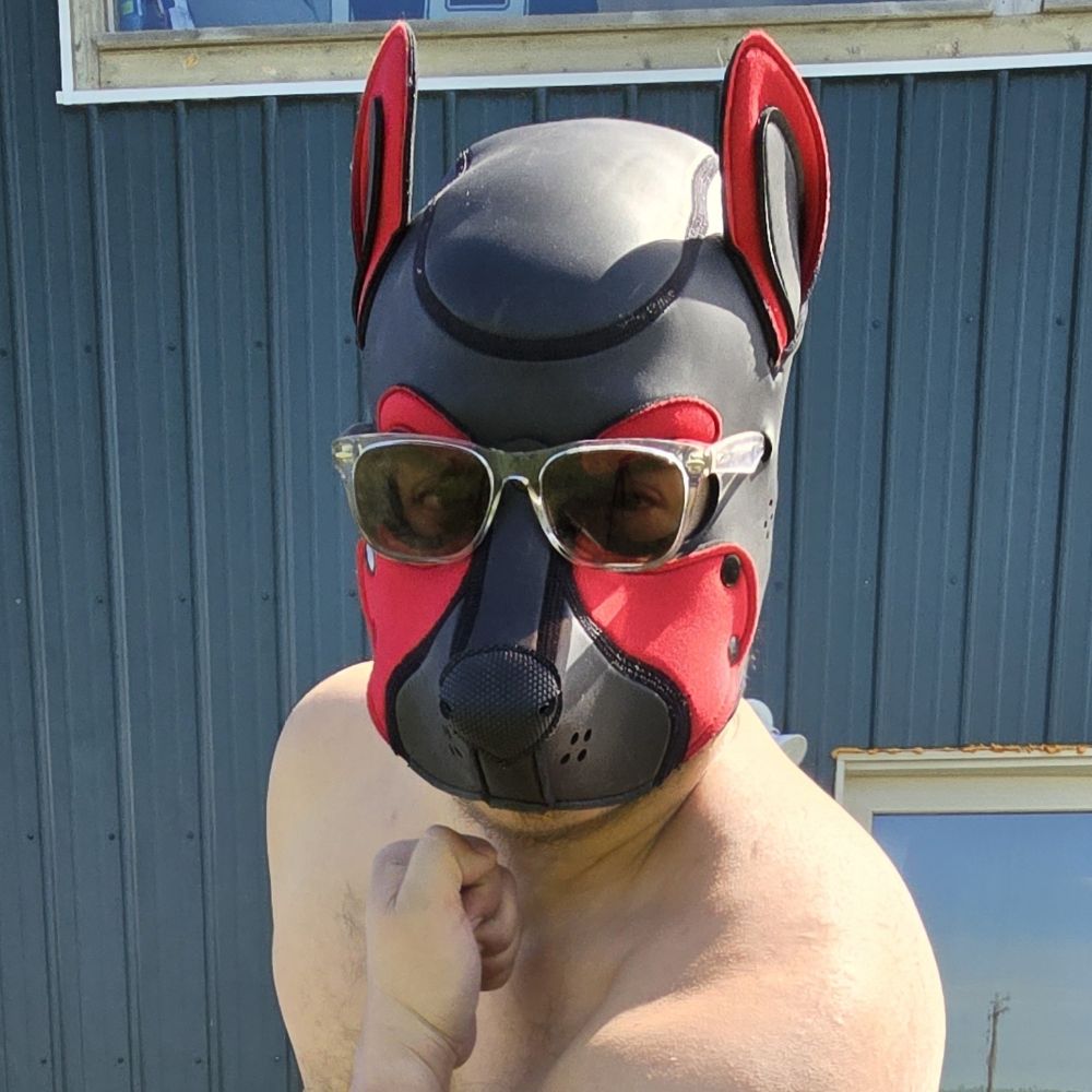 Pup Zorro 🐾