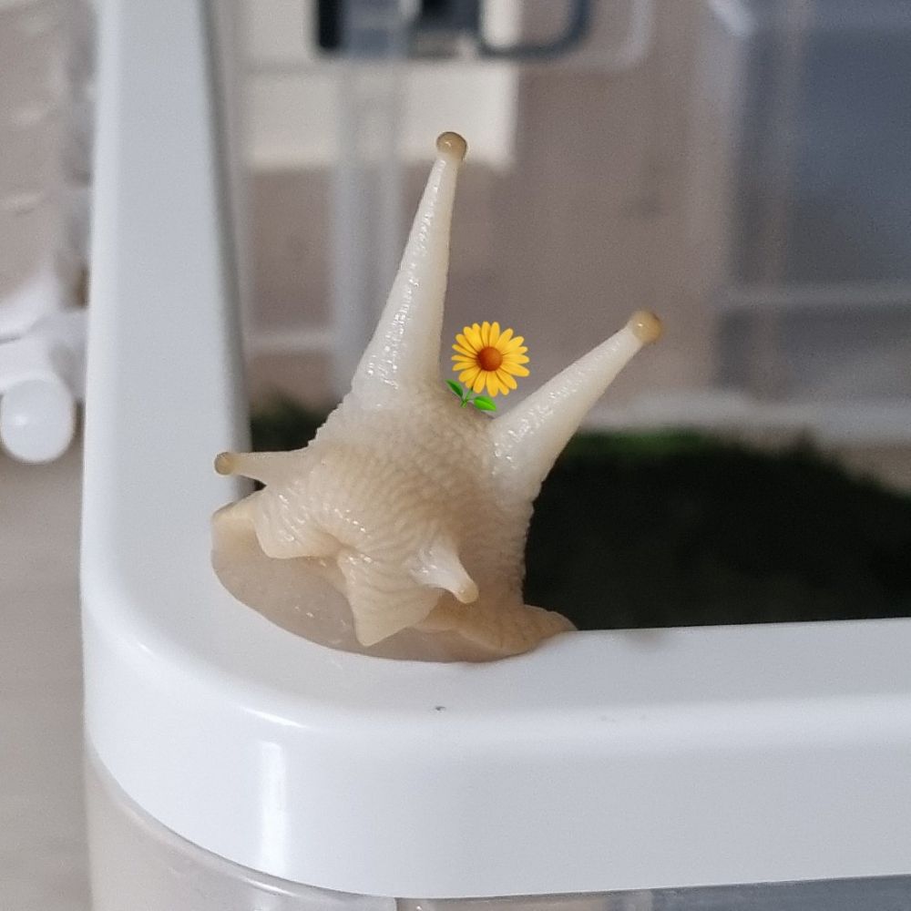 느림보키우기