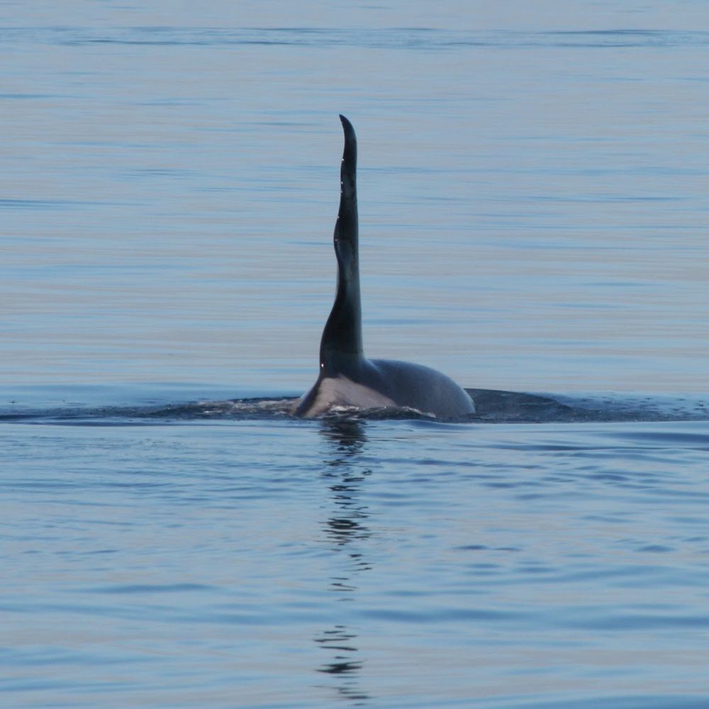 Southern Resident Killer Whales