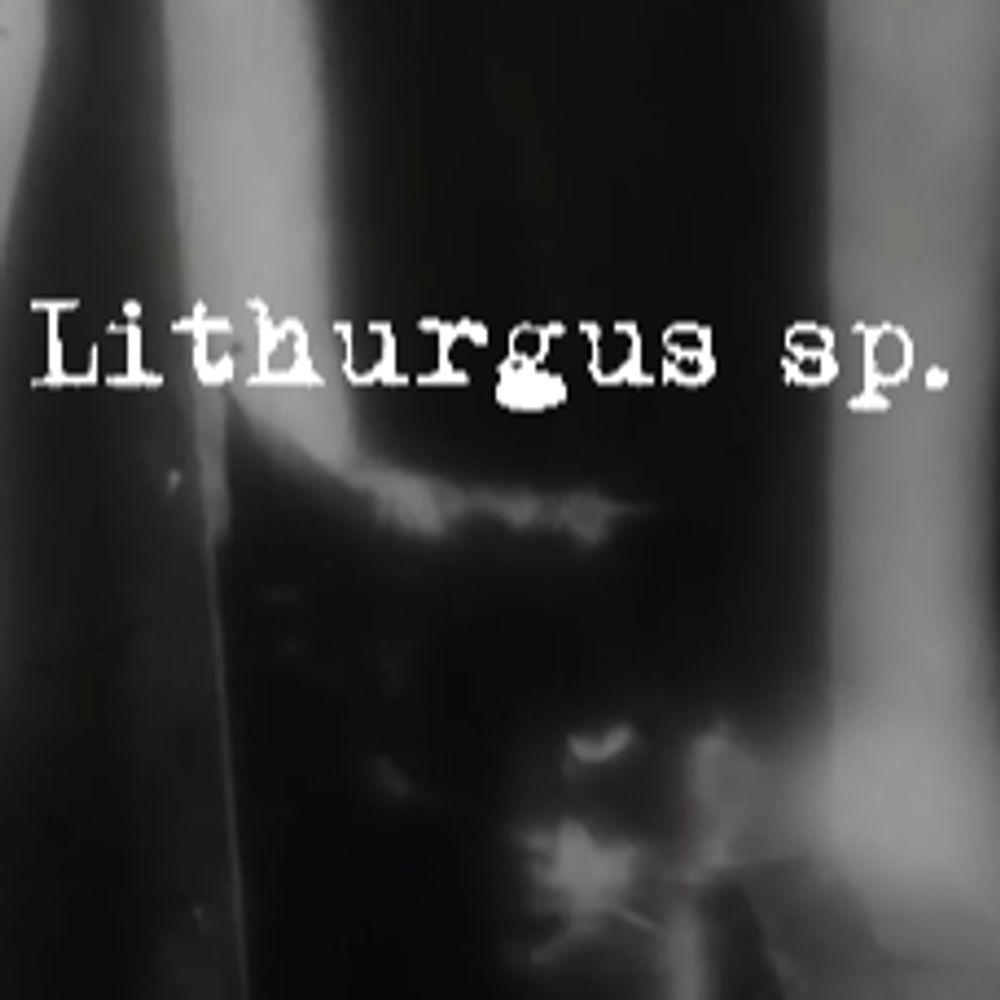 Lithurgus sp. (aka TacoterrorTV)