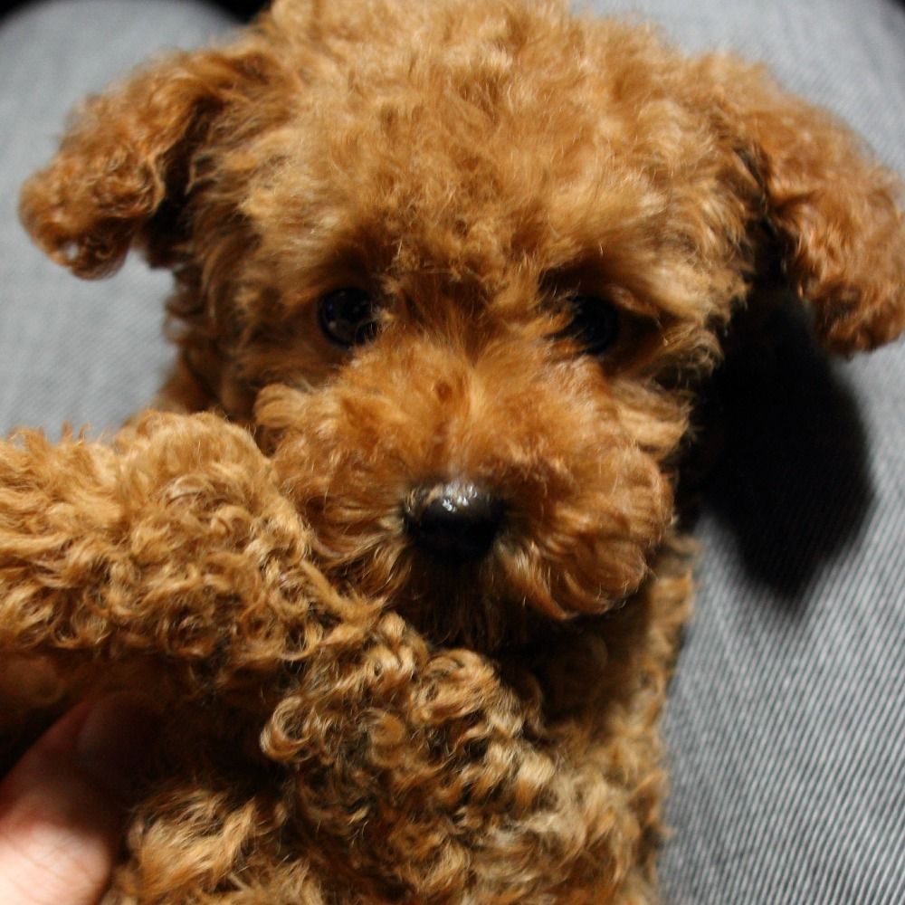 benzo-jp.bsky.social