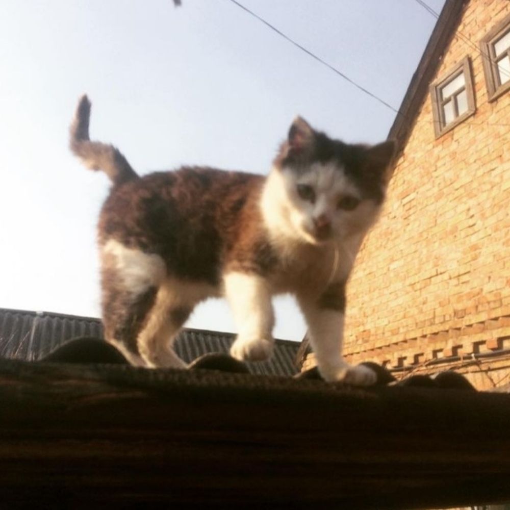 Cosmey / Космі