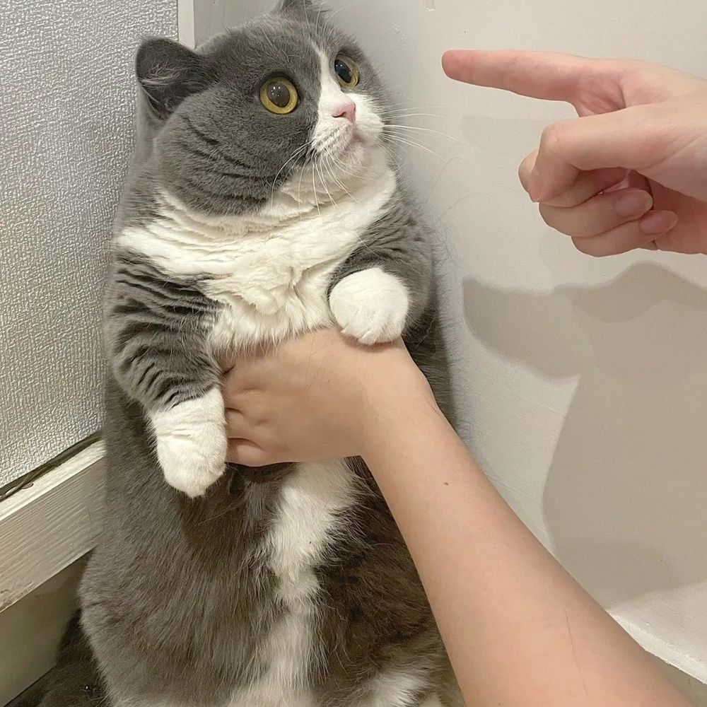 lvy