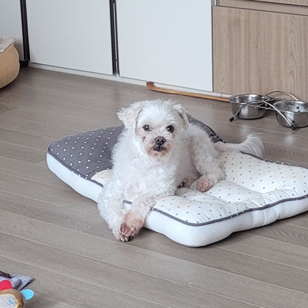 버섯