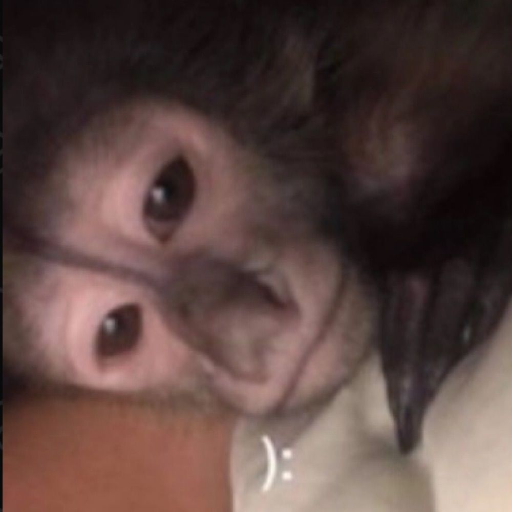 𝕮’ 