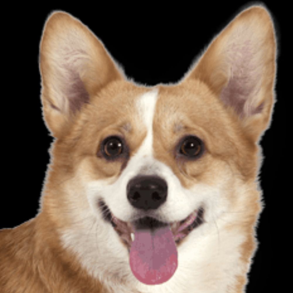 PembrokeWelshCorgi's avatar