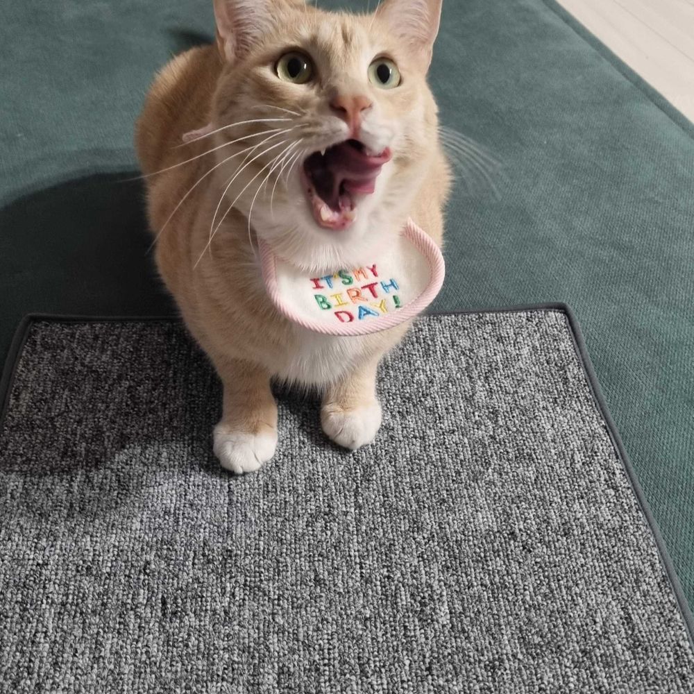 정심바