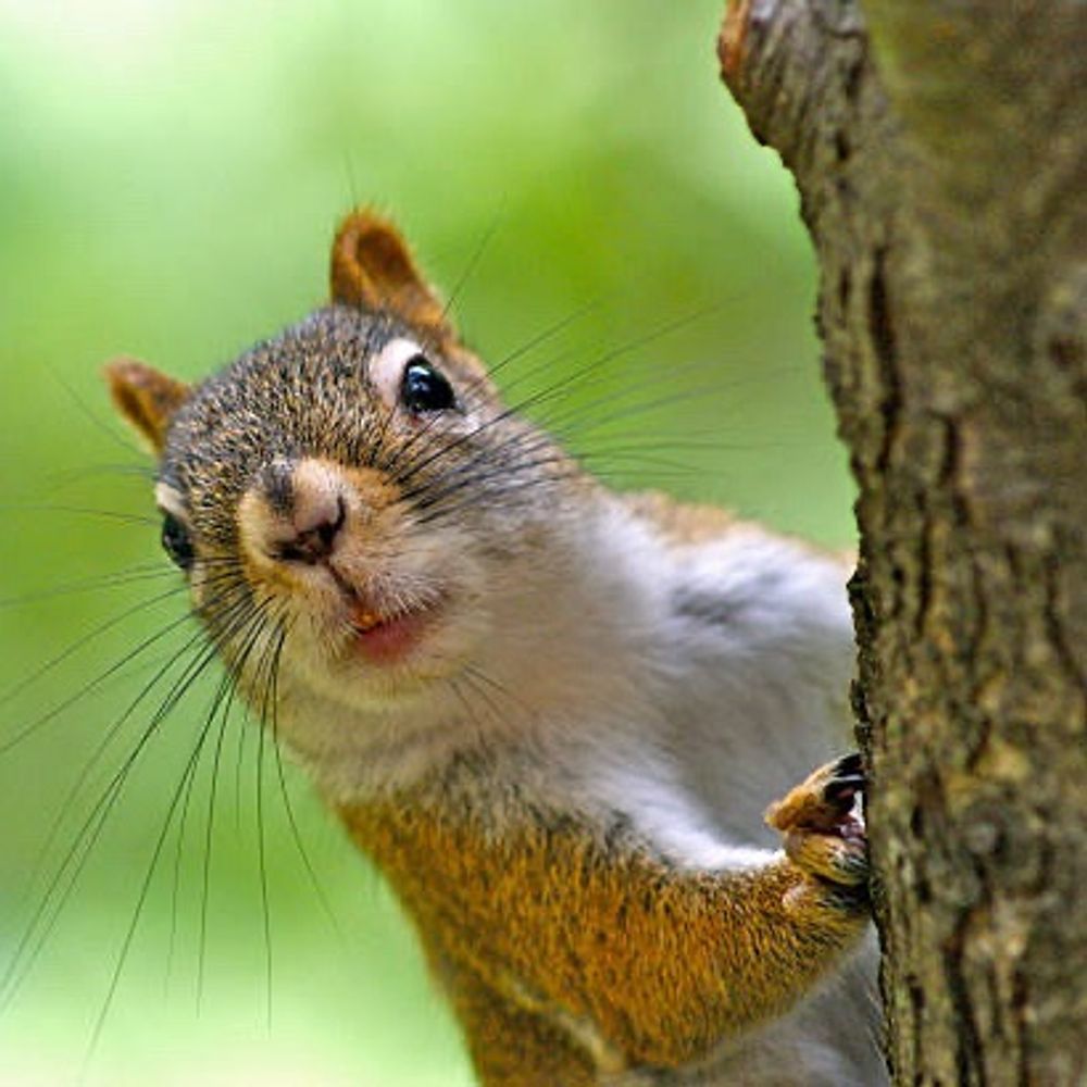 thesquirrellover
