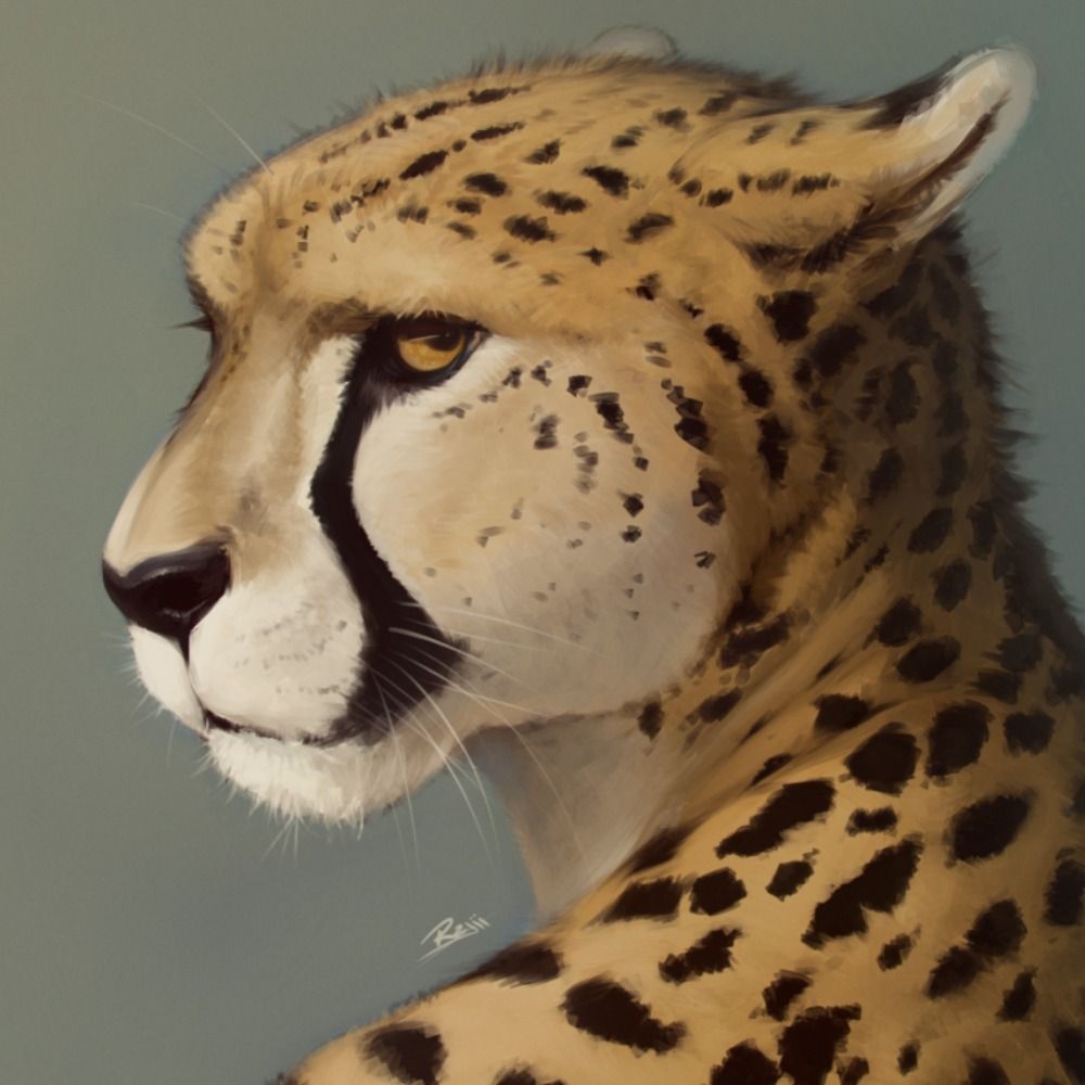 Rajii