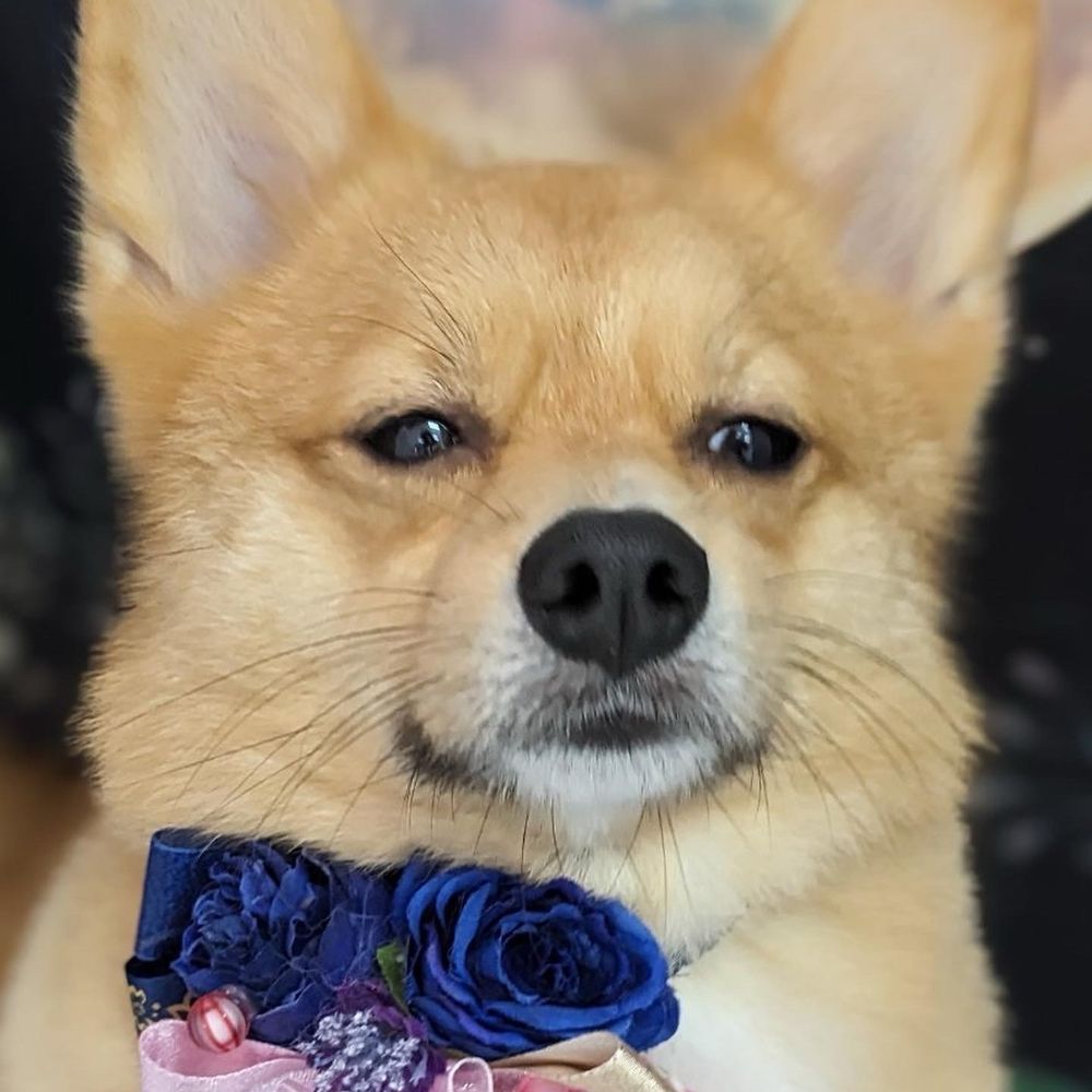 Cooper (pome-corgi mix)