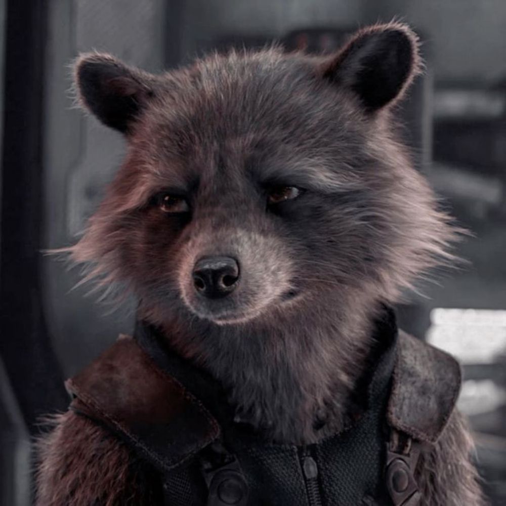 Rako 🦝 | STAN VÆB 🇮🇸🛶