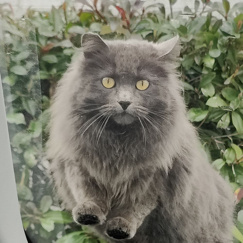 Orni