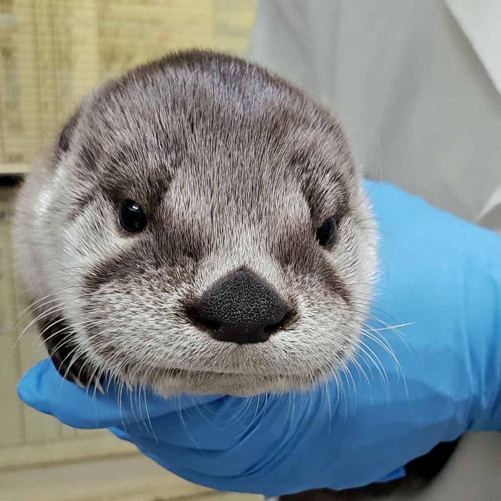 everyday is otter day
