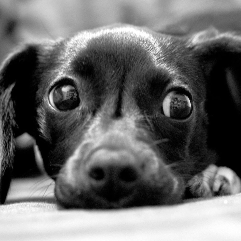 Stella Fruitbat