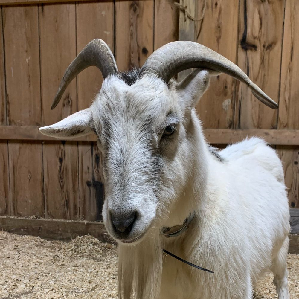 Profile picture one-old-goat.bsky.social