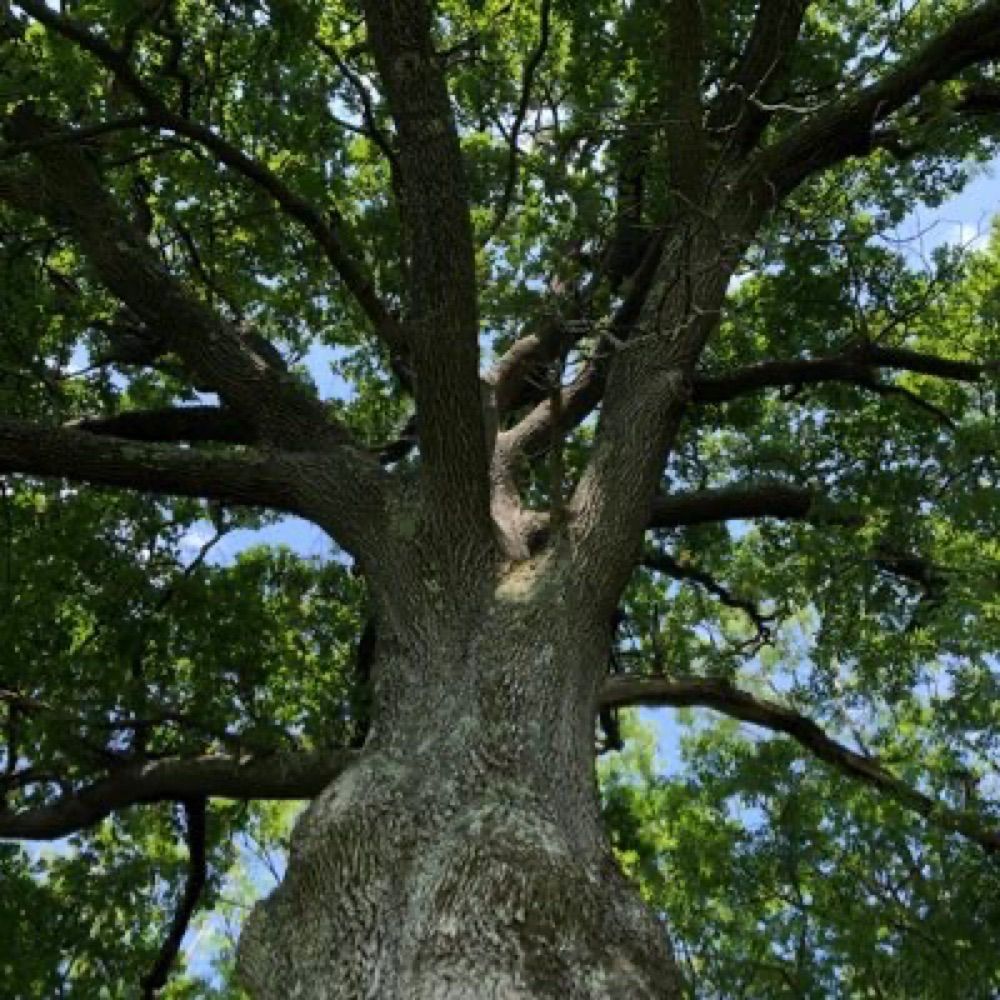 living through nature