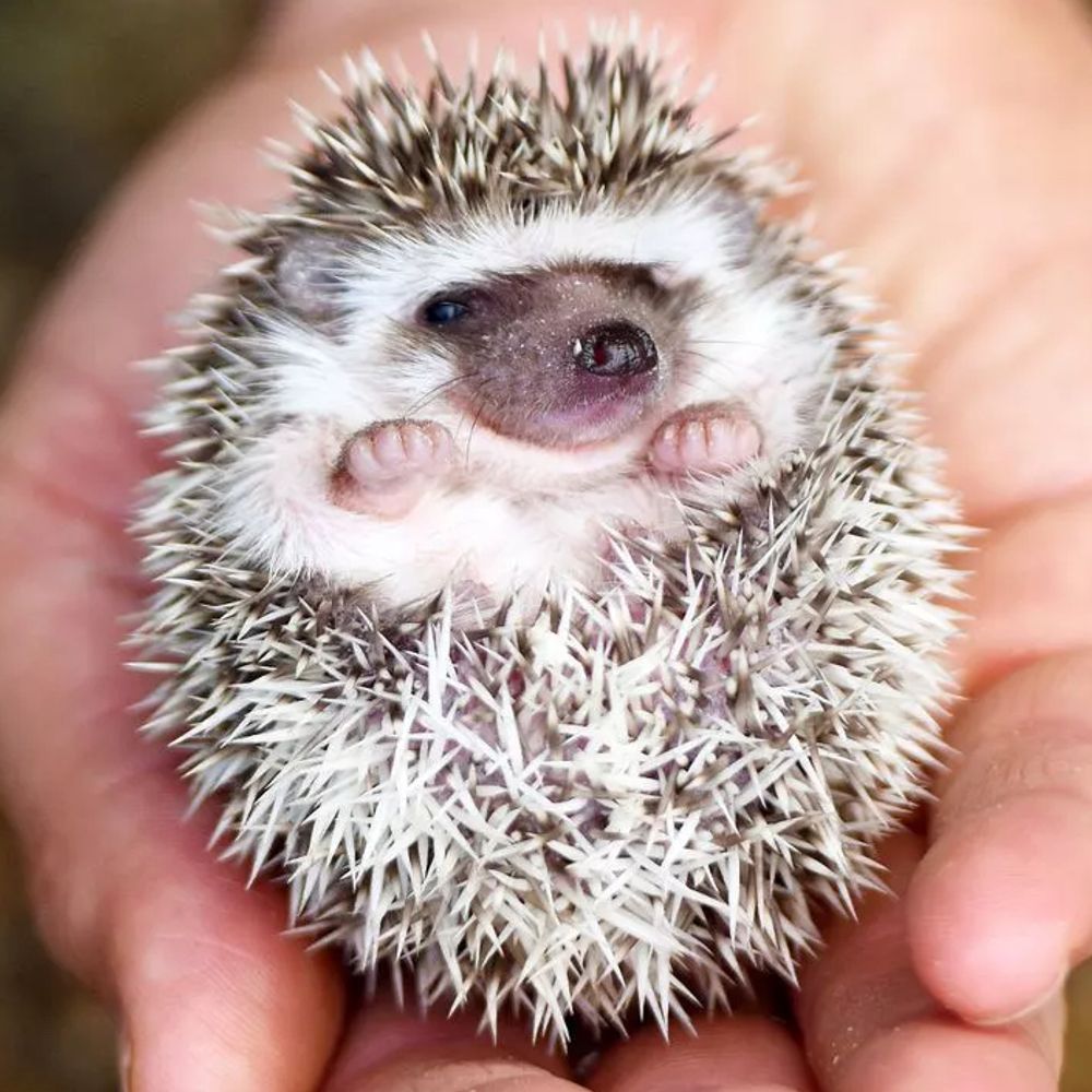 I Post Cute Animal Vids… 😃