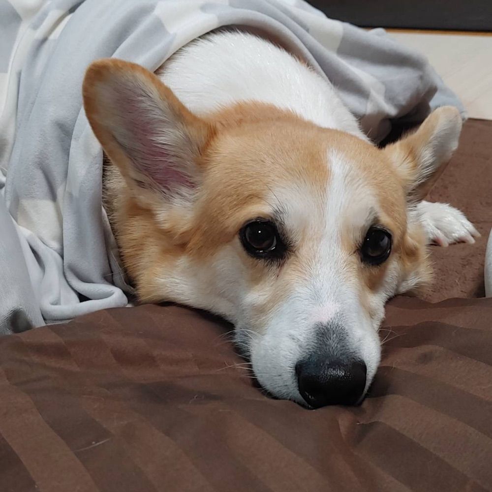 くまお˙Ⱉ˙ ฅ