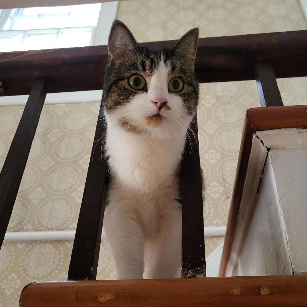 Silas