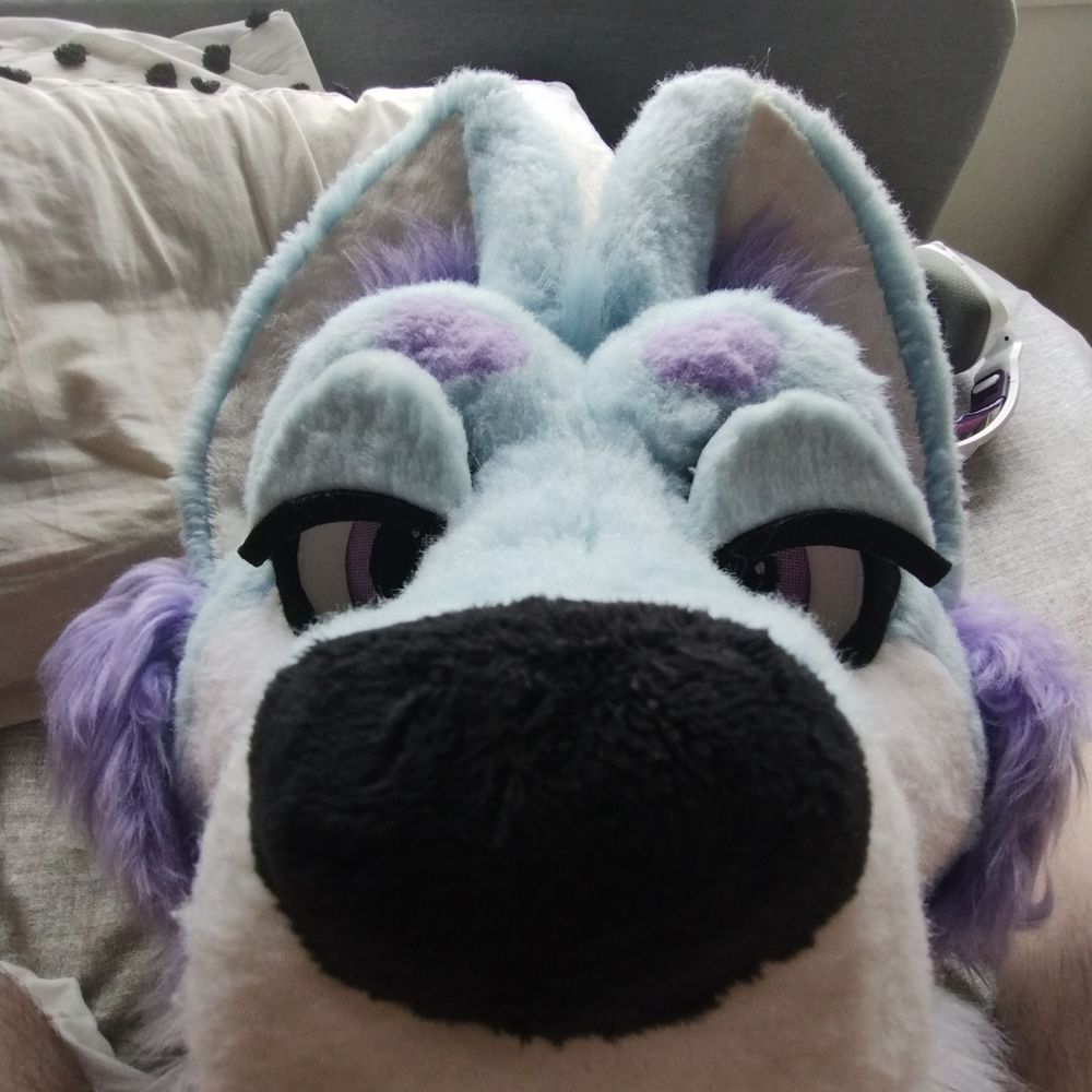 Koa Husky 🔞