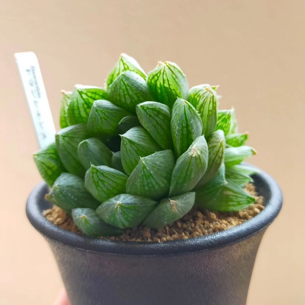 Hostilecactus