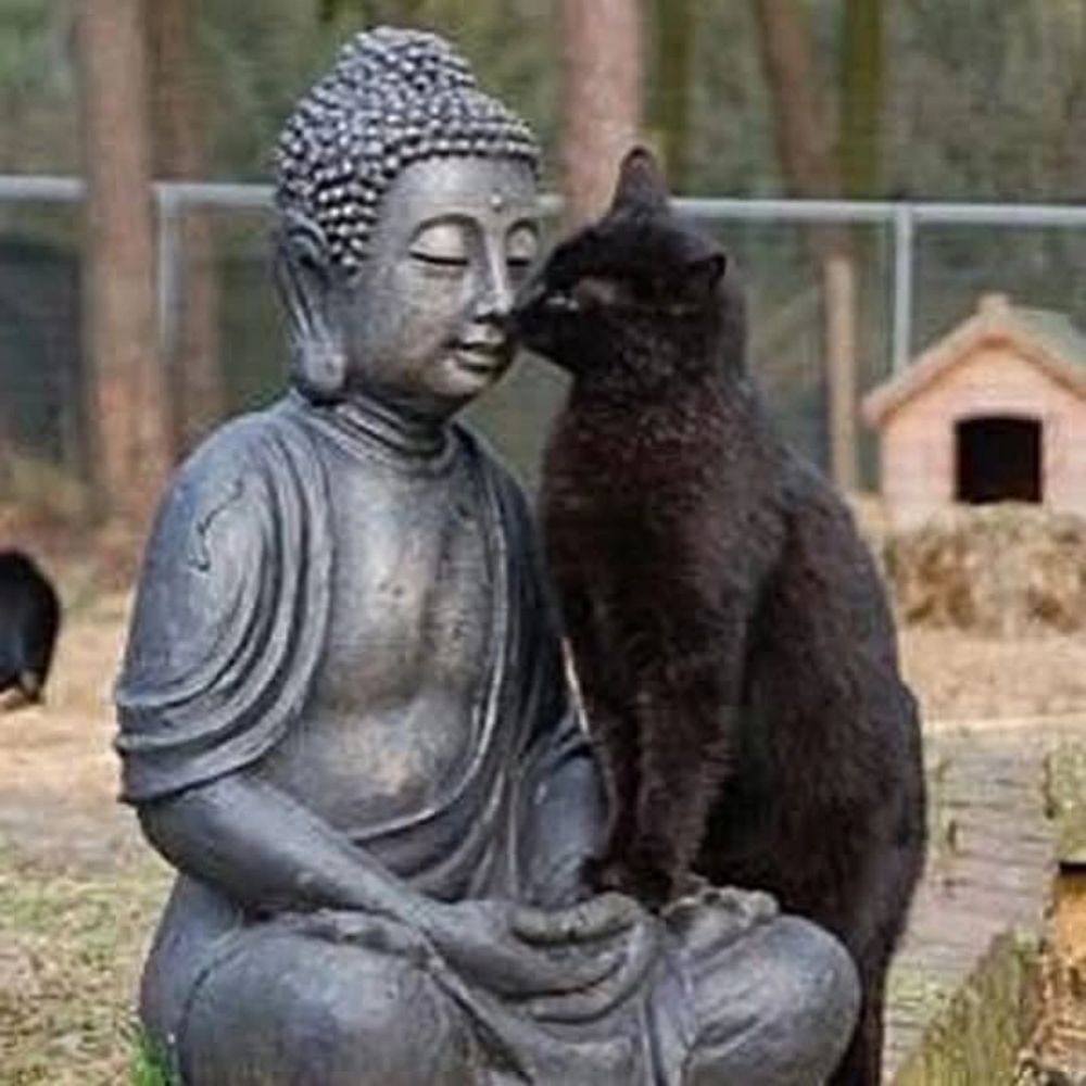 Dharma Sister