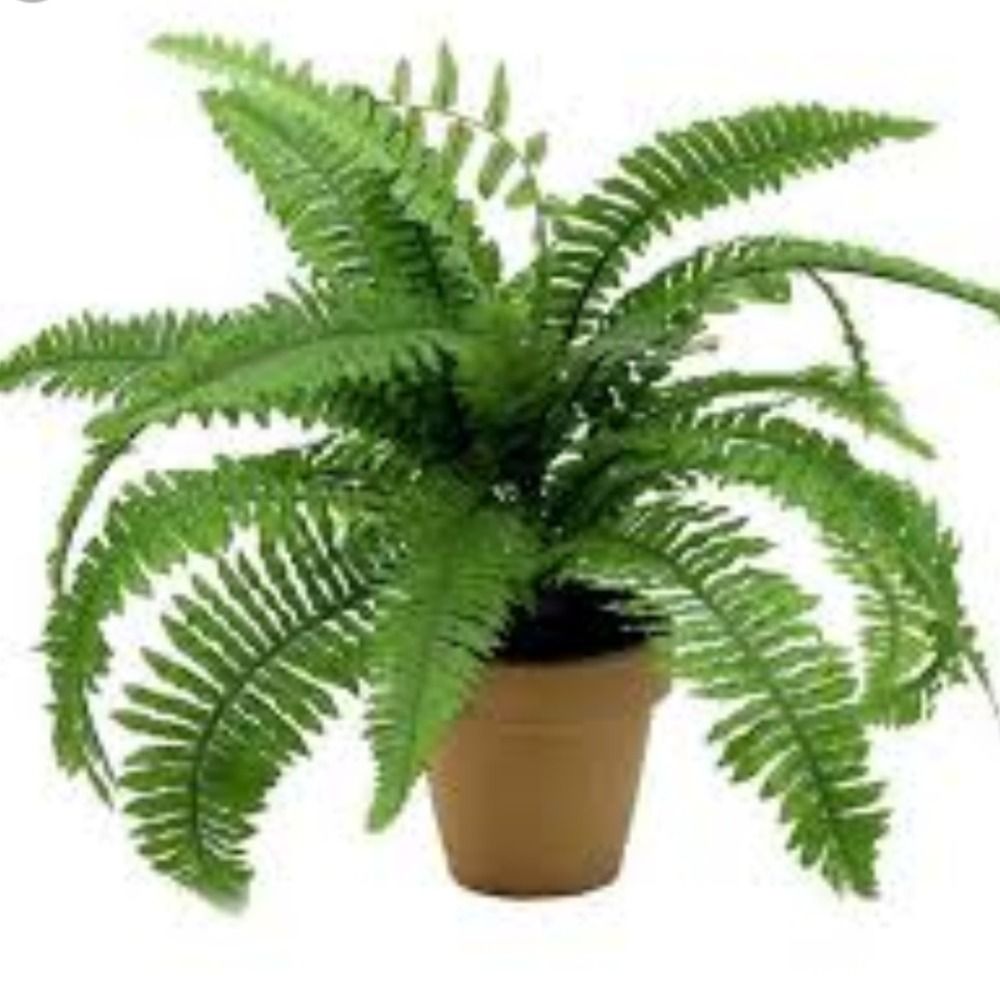 Fern 🌿