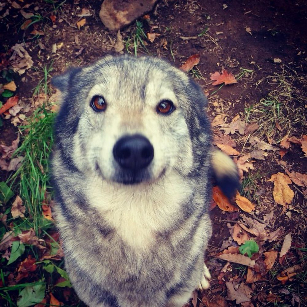 Rawr
