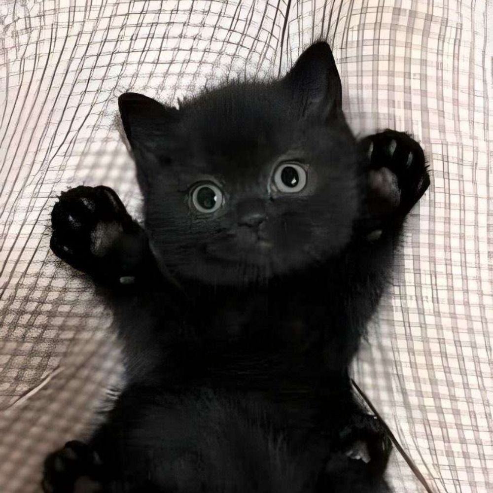 miao miao