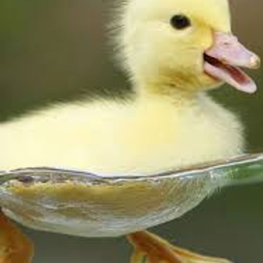 RT Duck