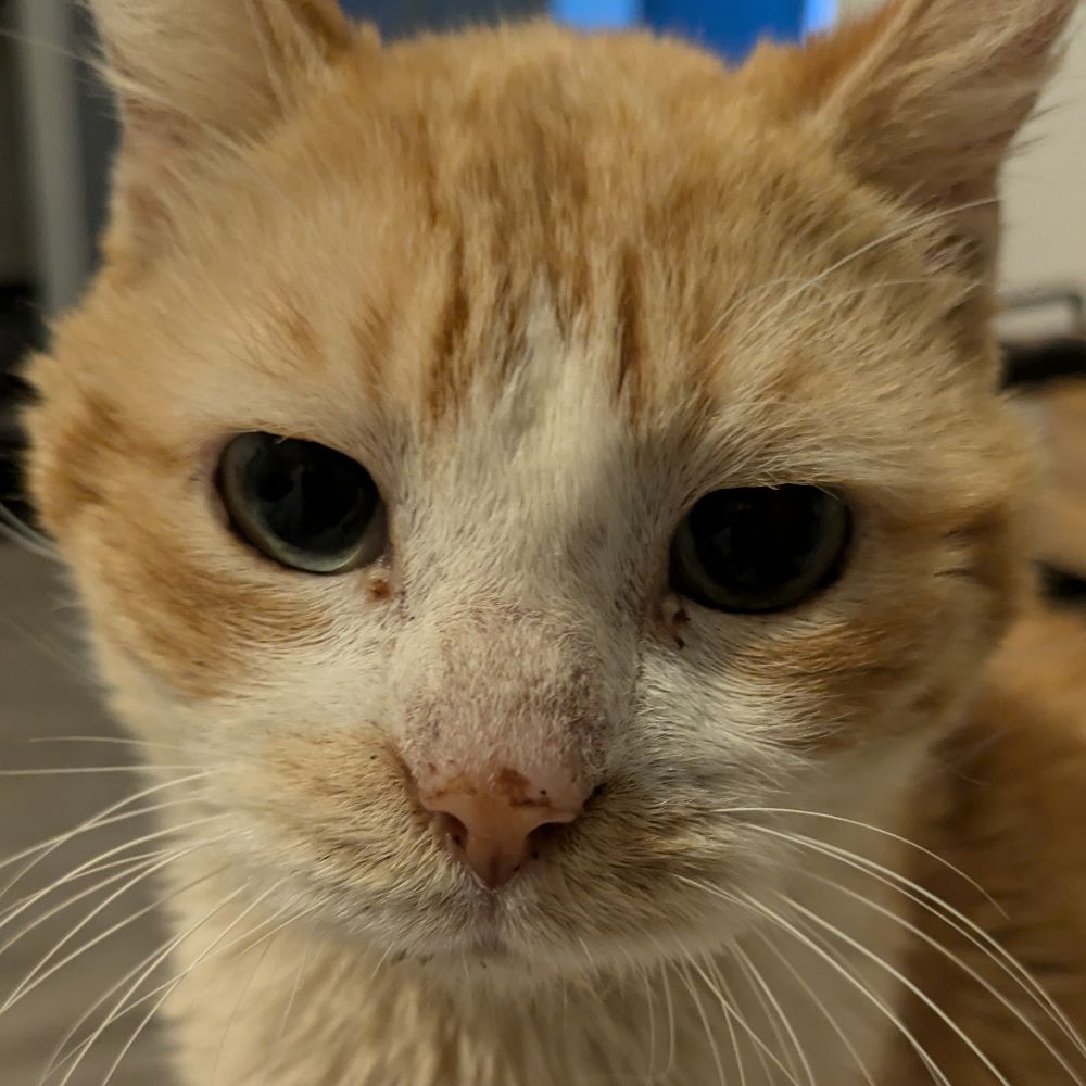 Kanel the cat