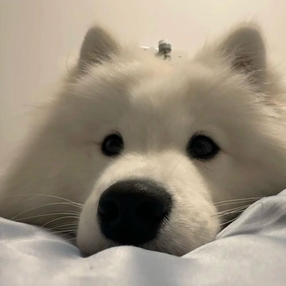 我爱说实话