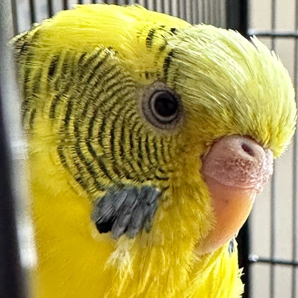 Lemon 🦜
