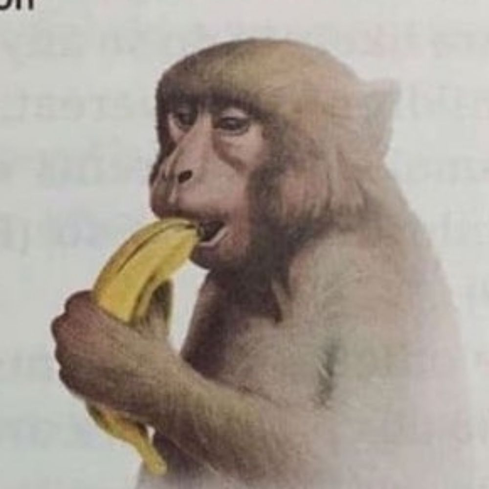살인 원숭이