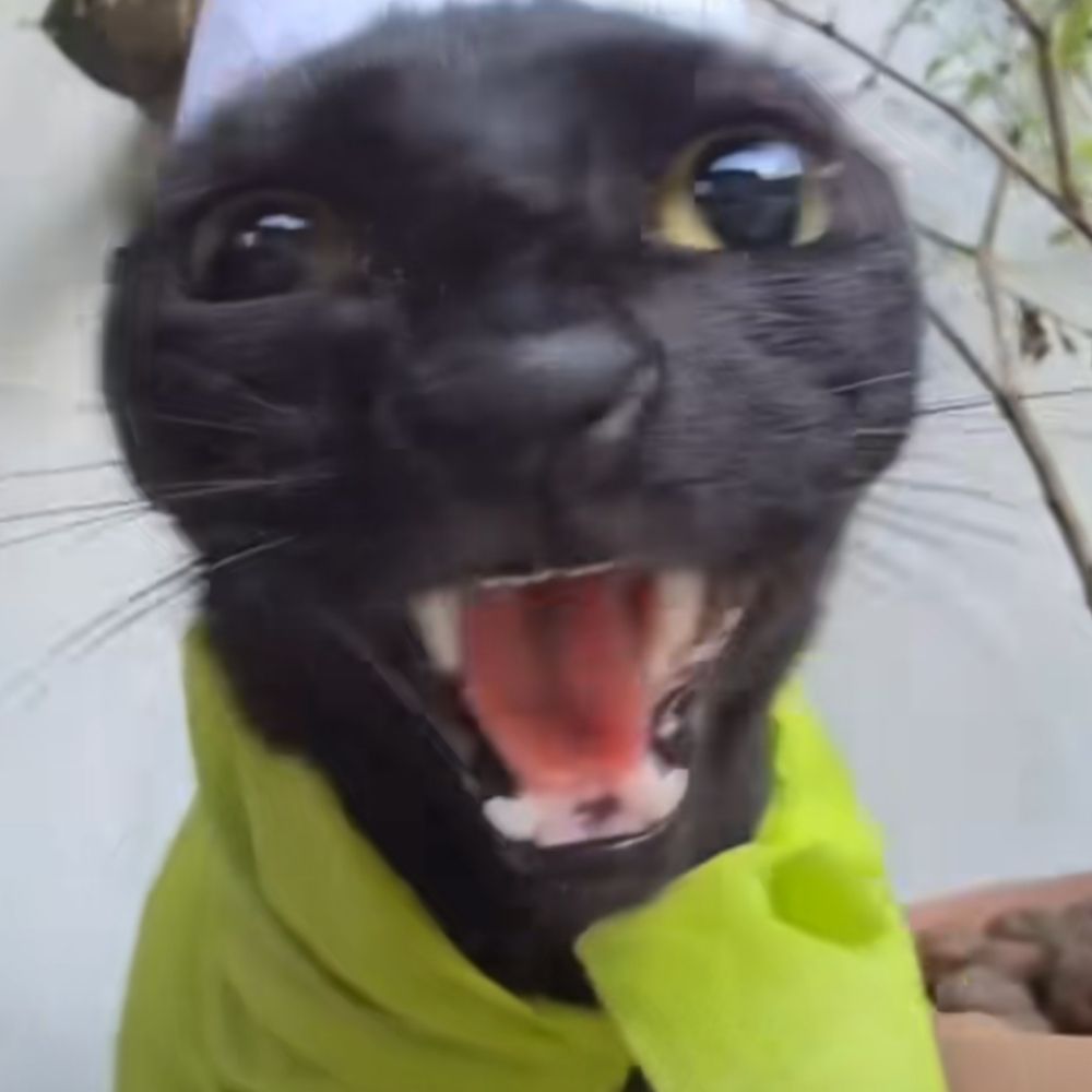 Nitochsvsck