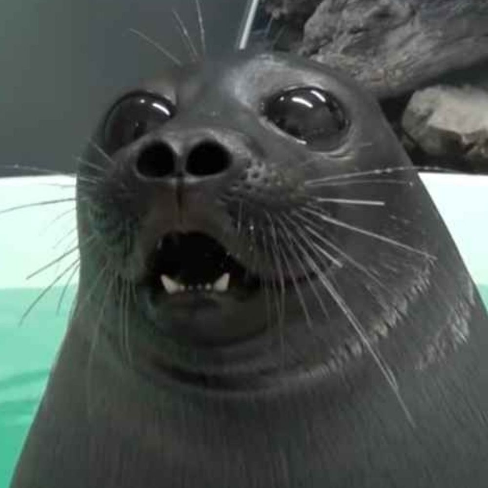 Seal