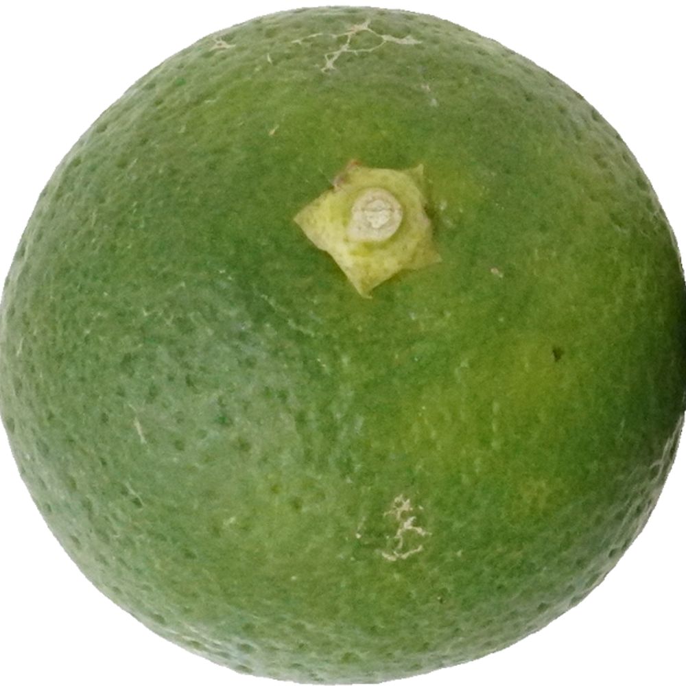 Citrus