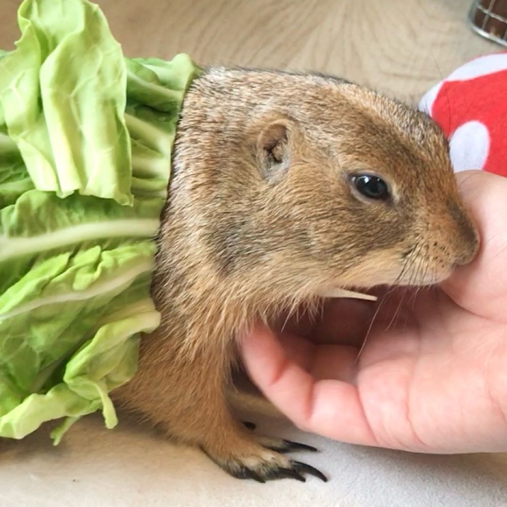 プレーリードッグのはむこ&ニンゲン