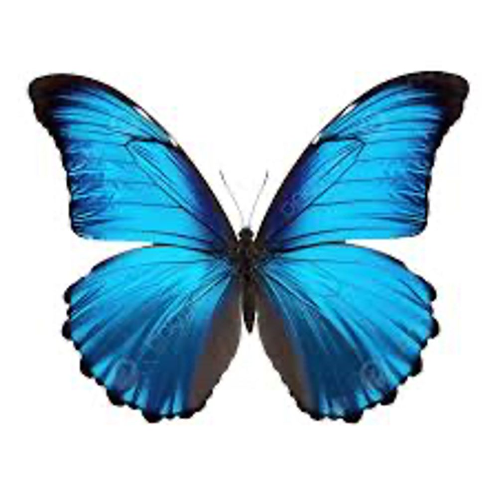 🦋