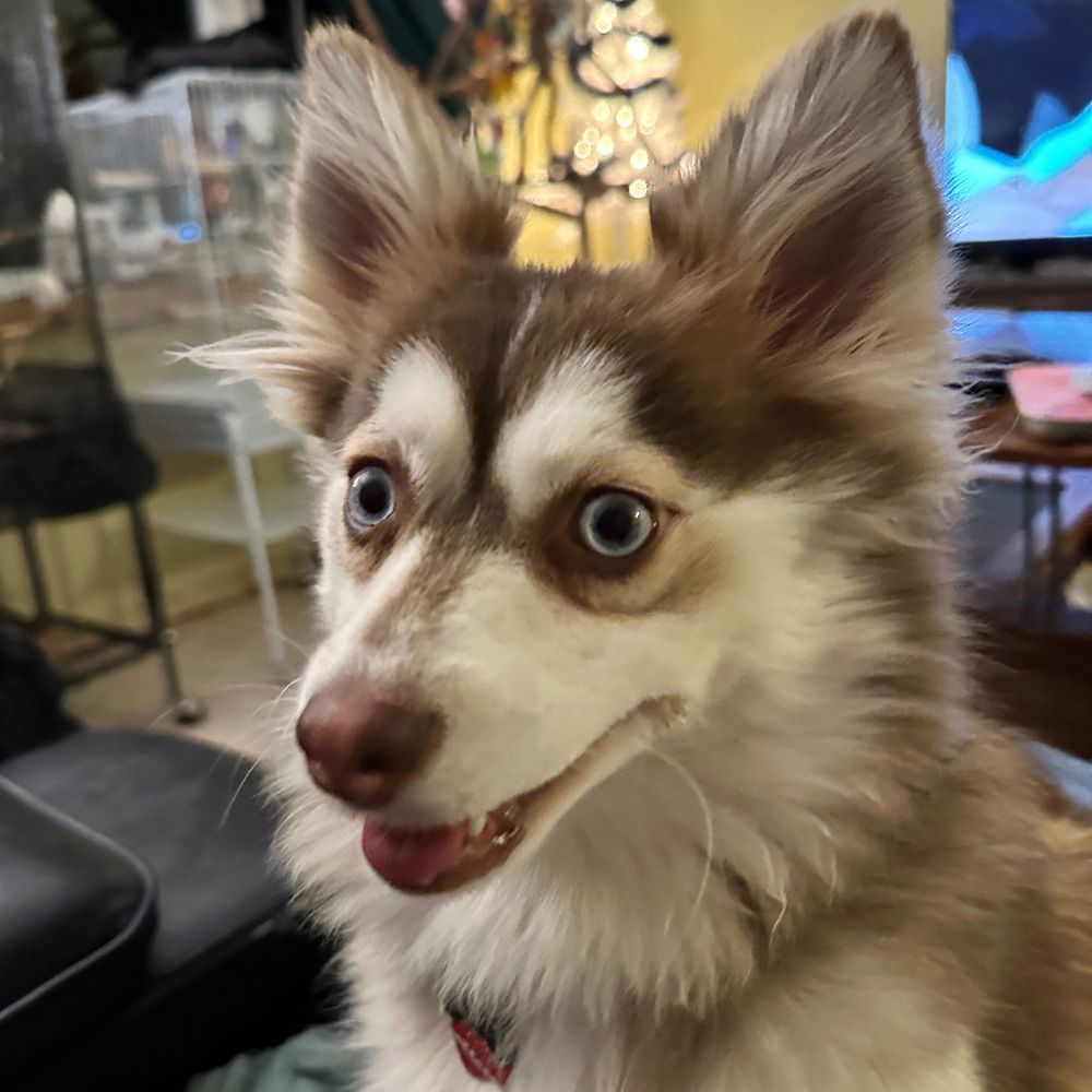 PomskyDreams