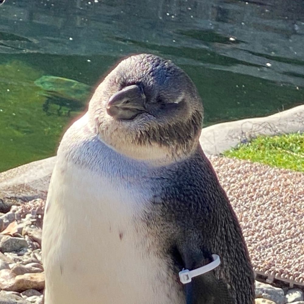 🐧ちゃん