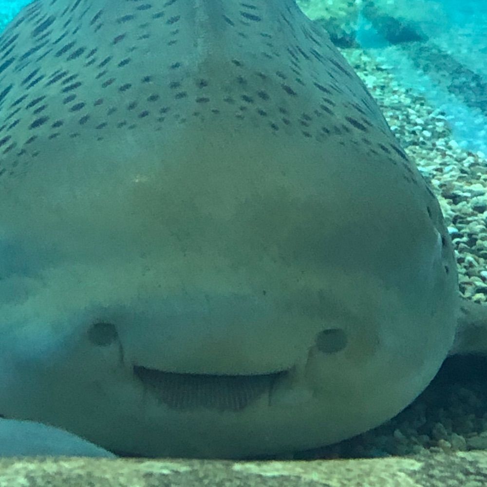 つきたて