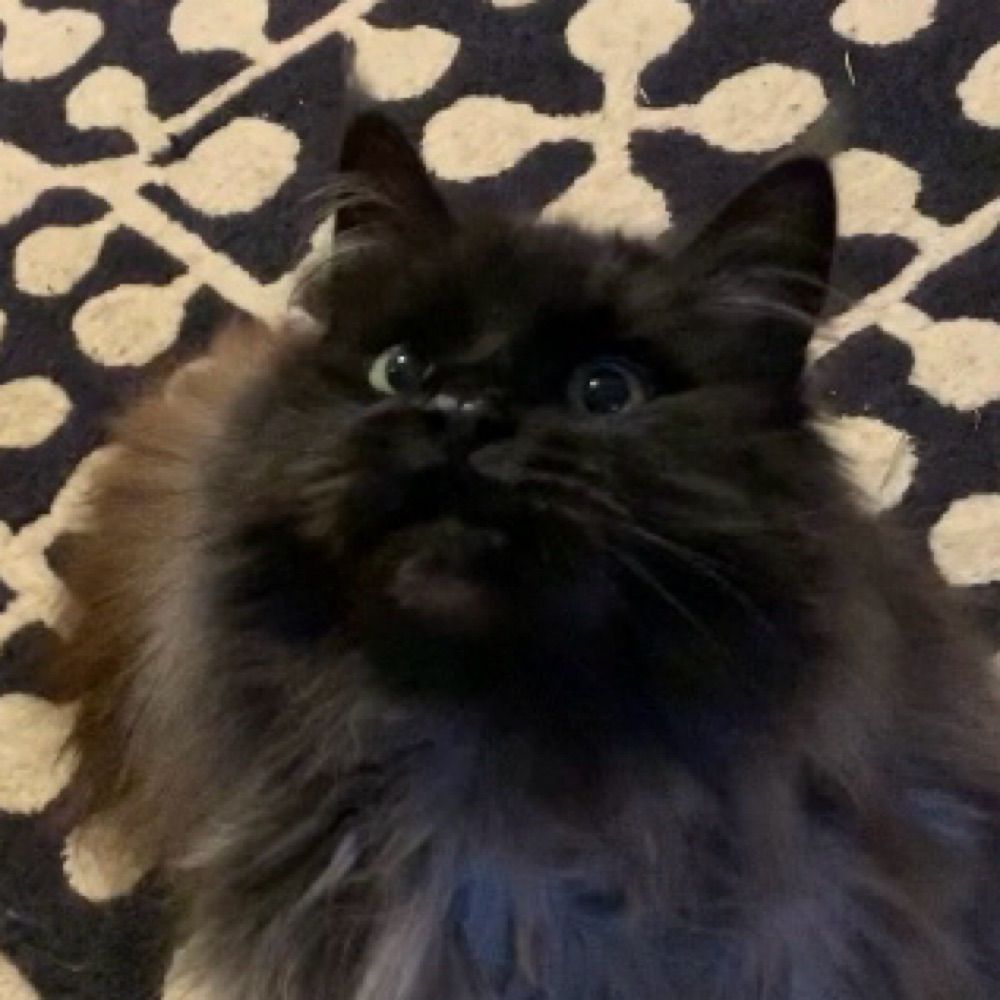 Ali
