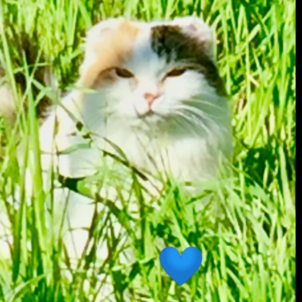 David Key 🦋💙