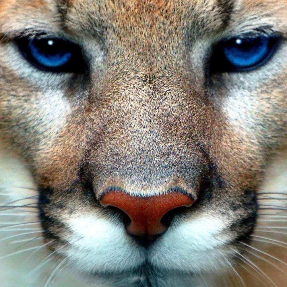 DMtnLioness