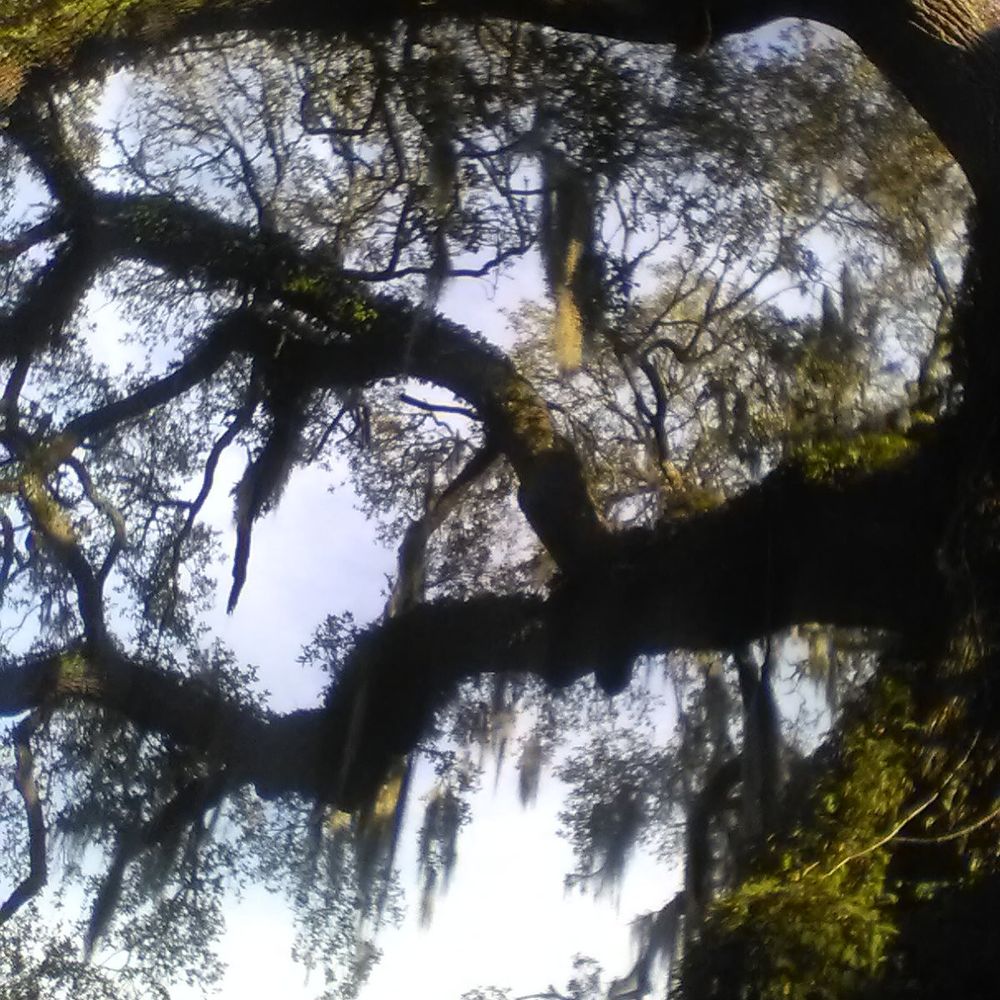 Nyoka Shoje🌲🌲